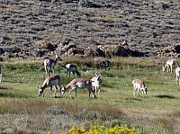 sur la route vers Pinedale (24).JPG